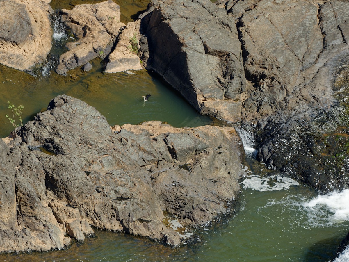 Little Pied Cormorant - ML643817317
