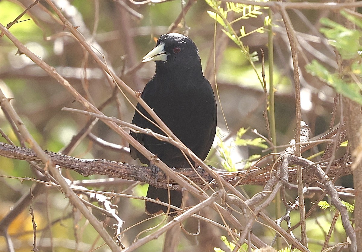 Solitary Black Cacique - ML643817320