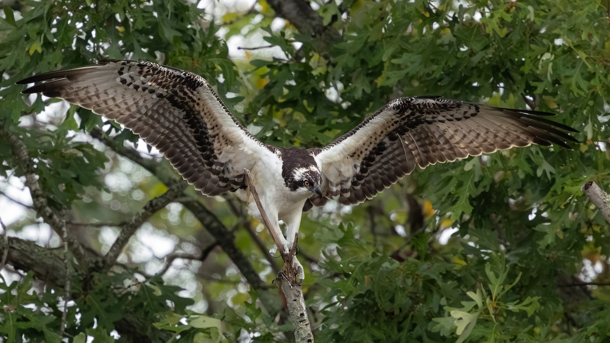 Osprey (American) - ML643817325