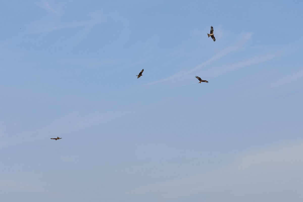 Red Kite - ML643817327