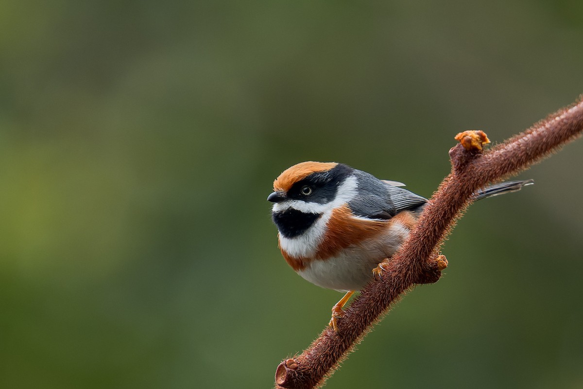 Black-throated Tit - ML643817330