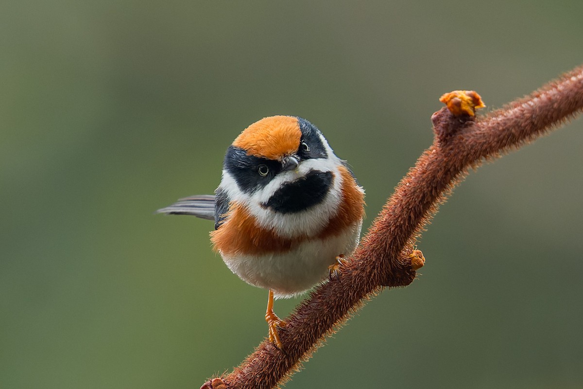 Black-throated Tit - ML643817331
