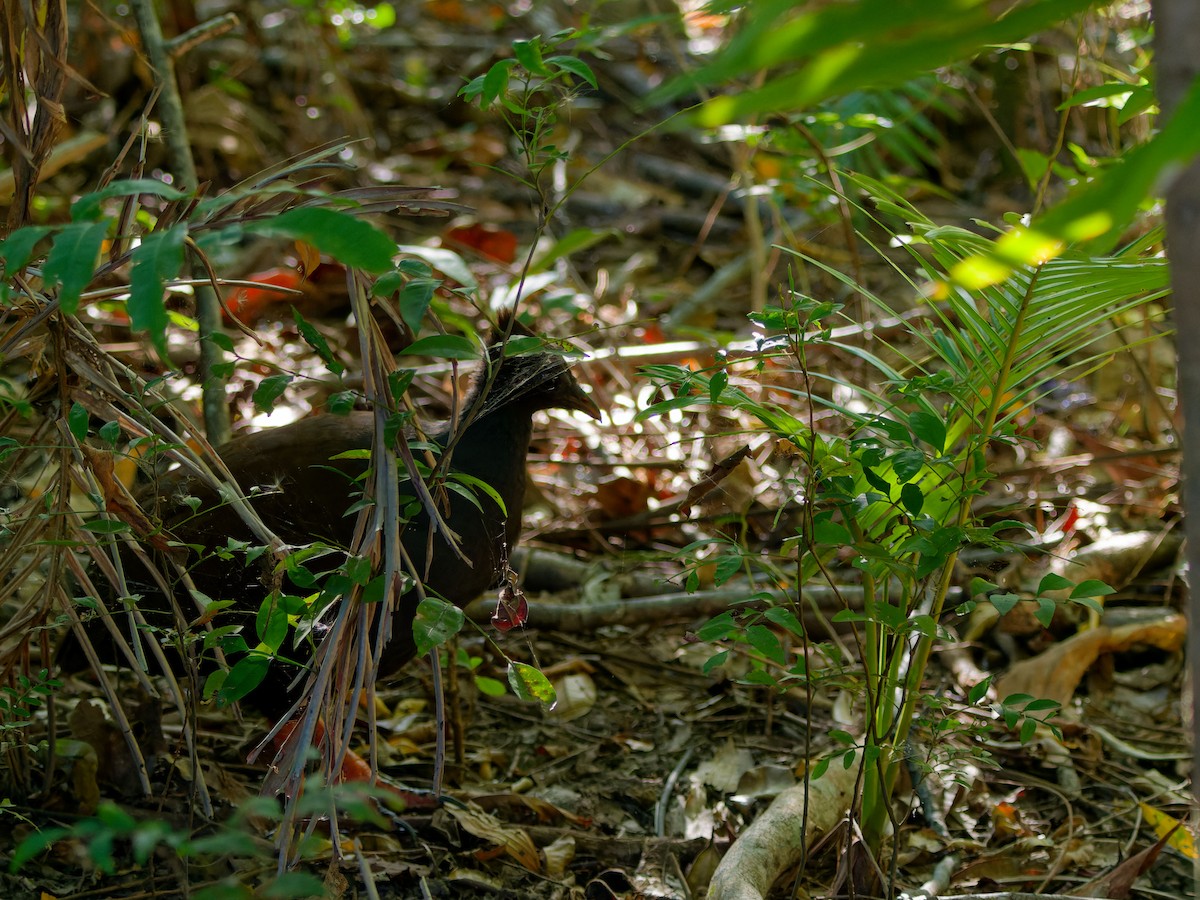 Orange-footed Megapode - ML643817337