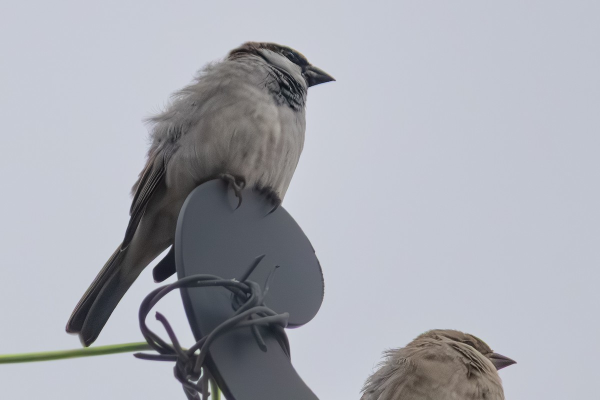 House Sparrow - ML643817339