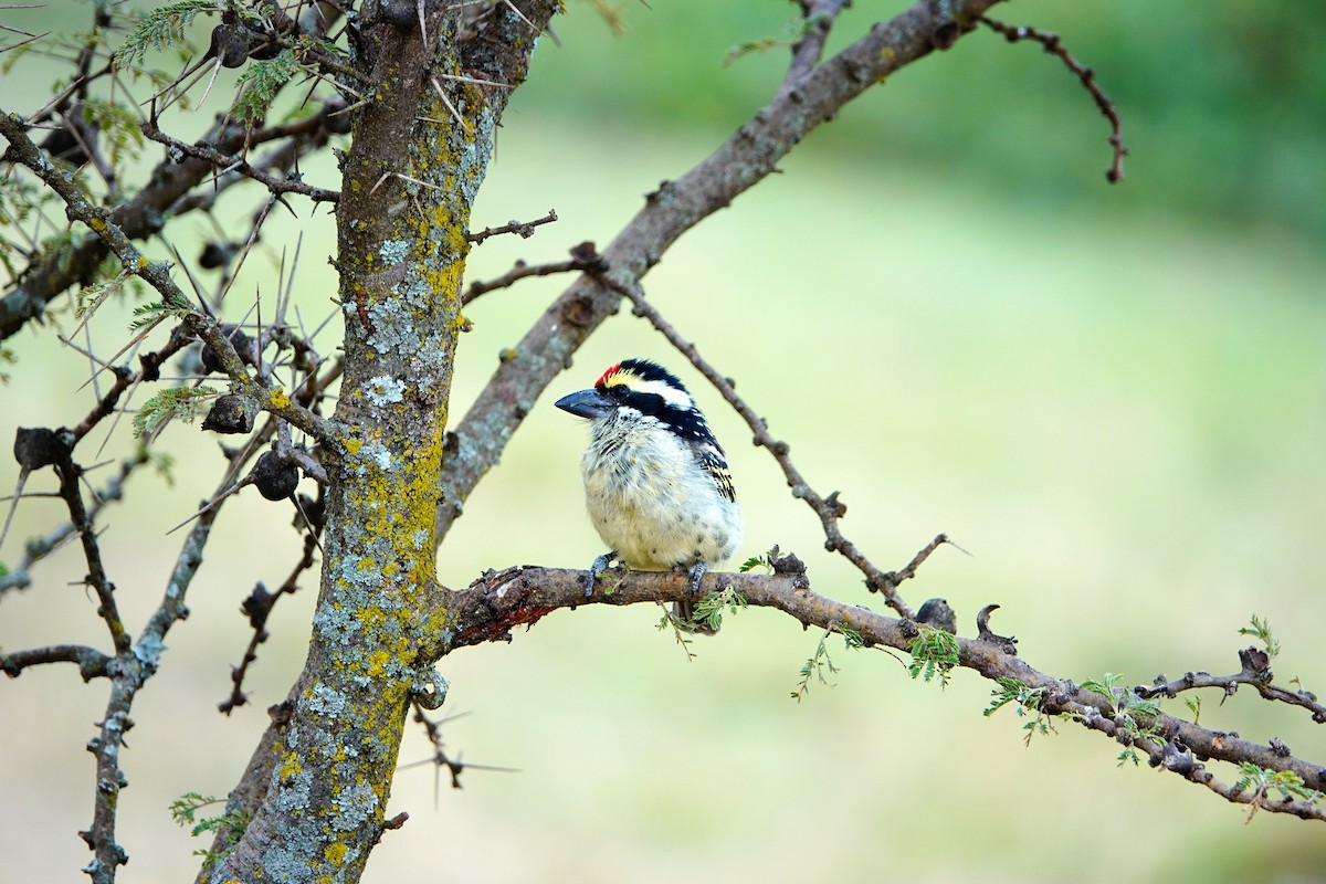 Barbudo Diademado - ML643817343