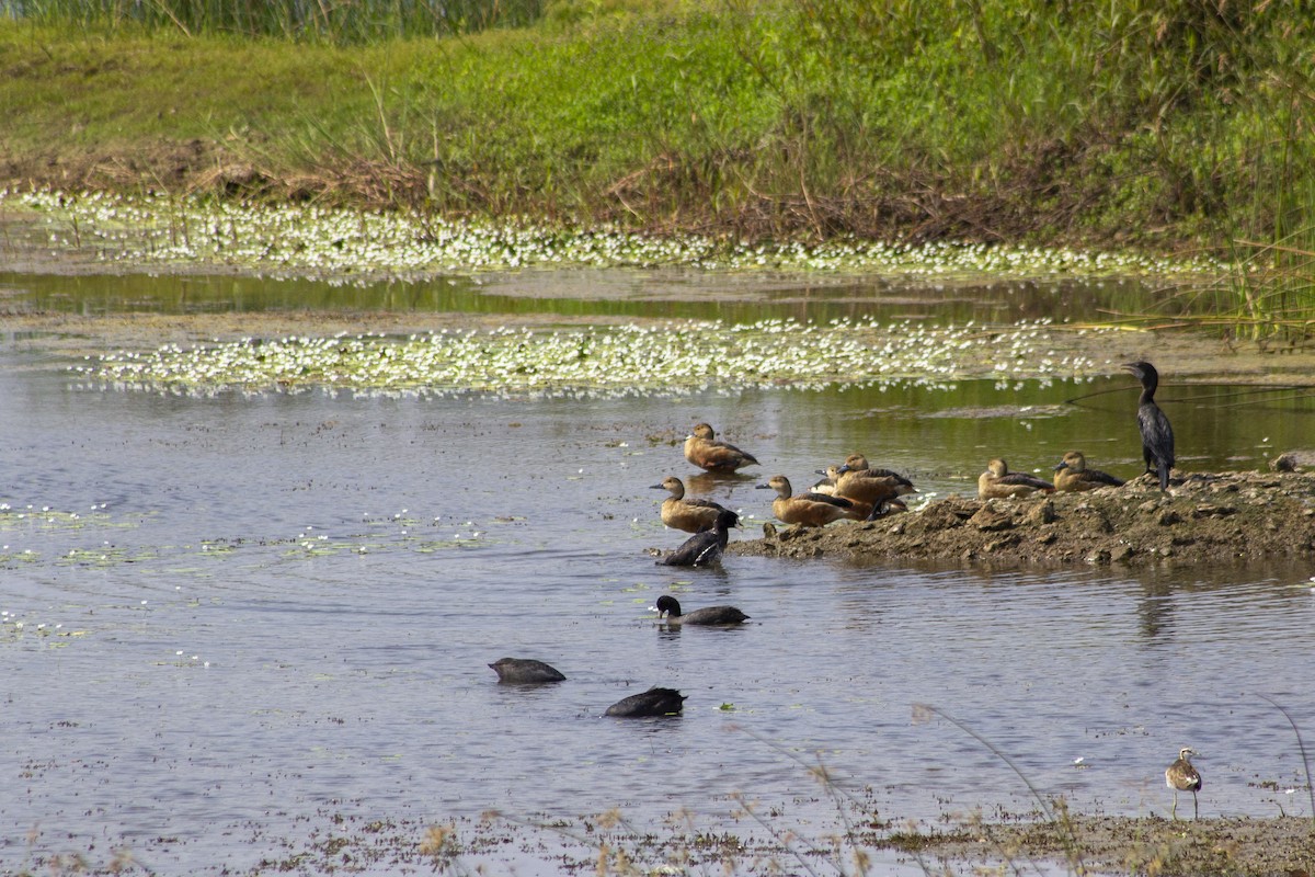 Eurasian Coot - ML643817349