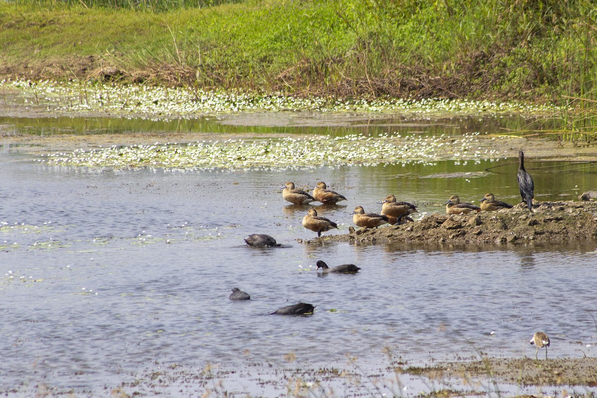 Eurasian Coot - ML643817350