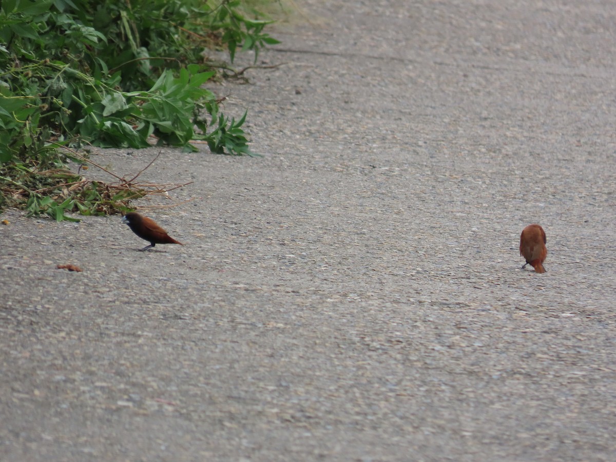 Chestnut Munia - ML643817352