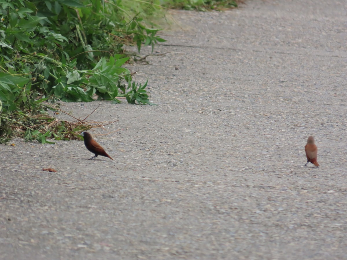 Chestnut Munia - ML643817353