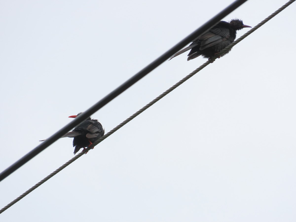 Black Bulbul (Gray-winged) - ML643817372