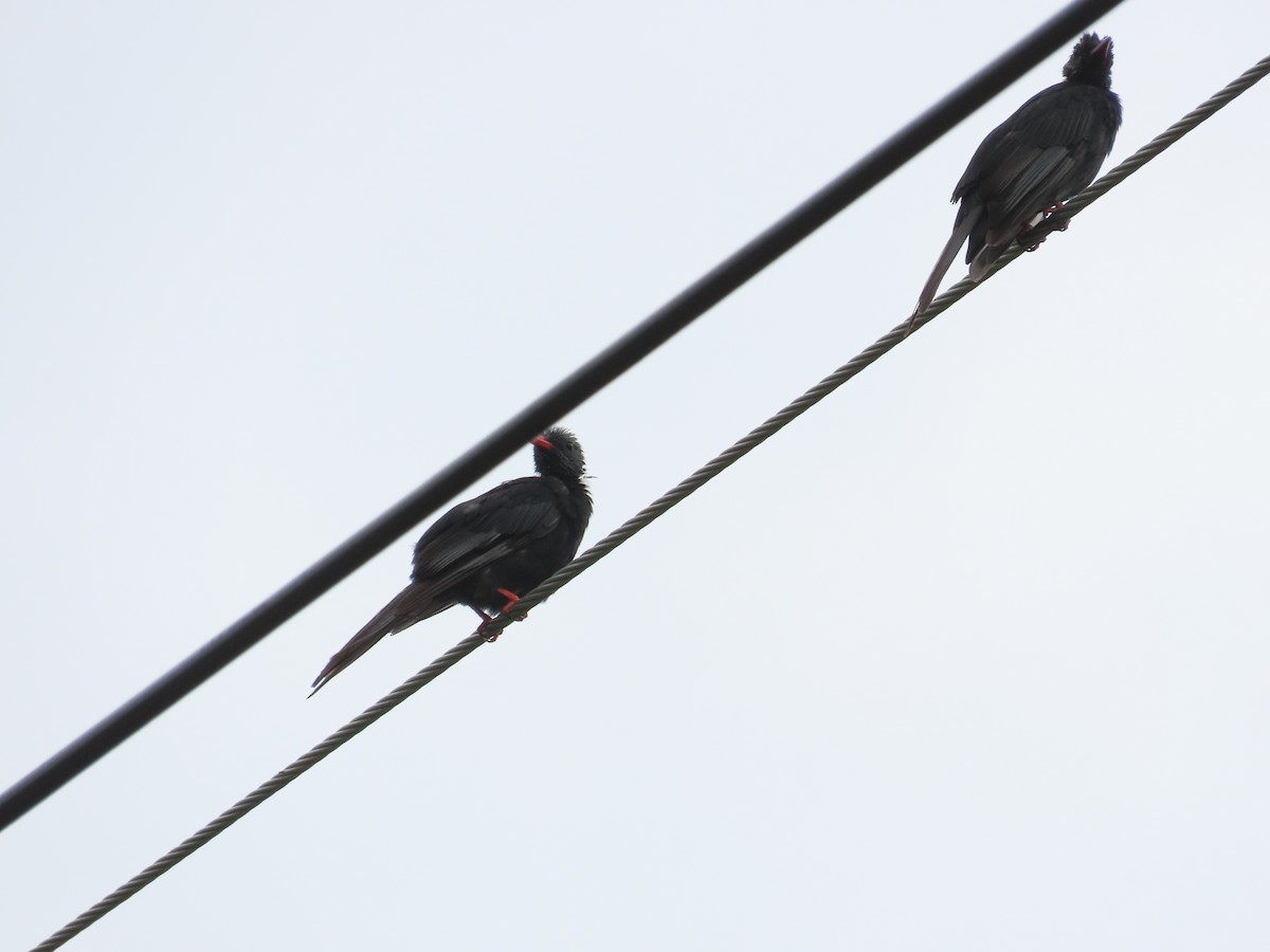 Black Bulbul (Gray-winged) - ML643817373
