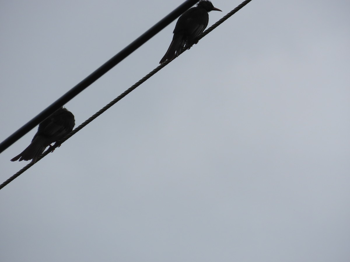 Black Bulbul (Gray-winged) - ML643817374