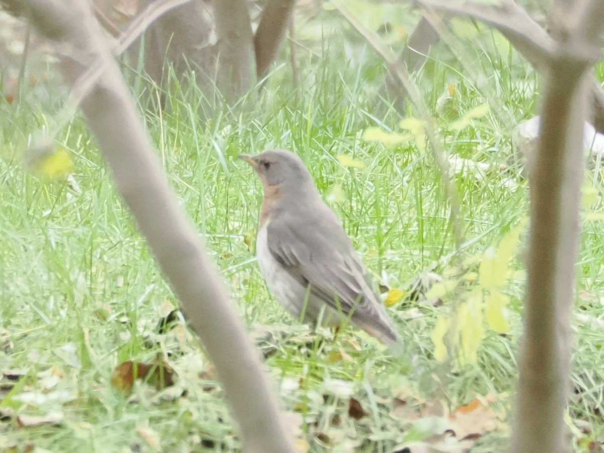 Grive à gorge rousse - ML643817376