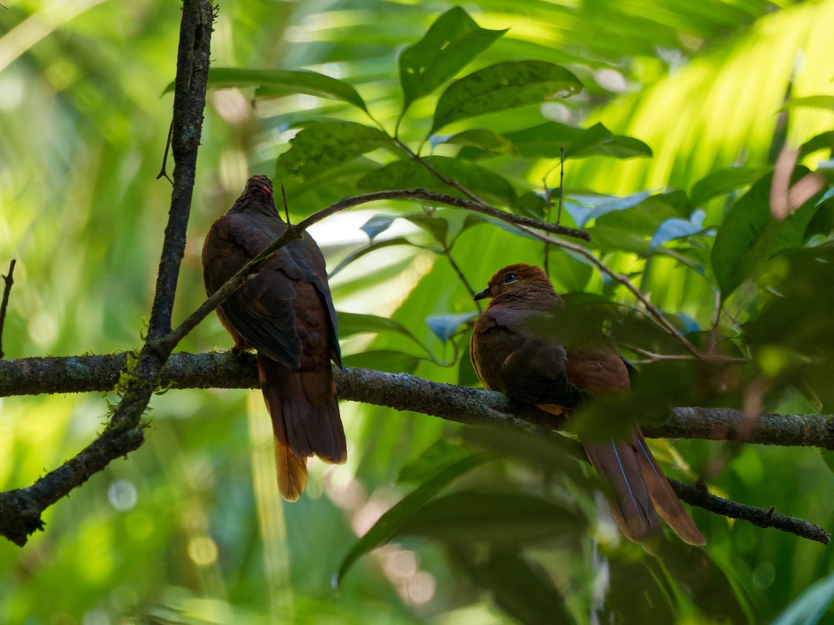 Brown Cuckoo-Dove - ML643817389