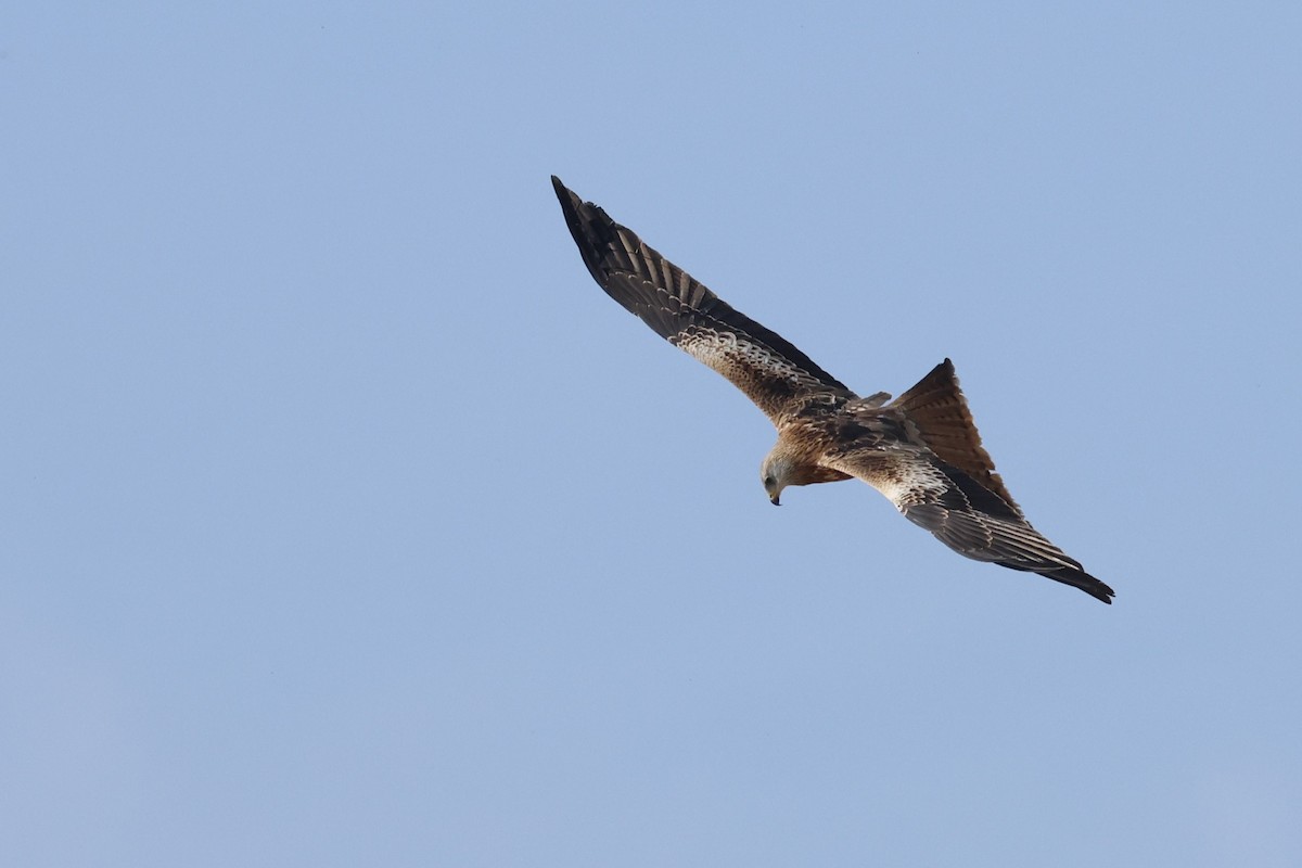 Red Kite - ML643817390