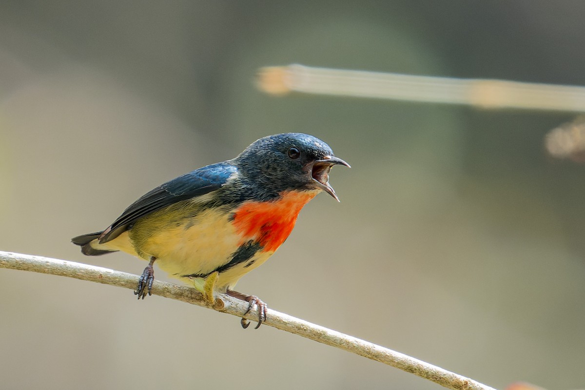 Fire-breasted Flowerpecker - ML643817395