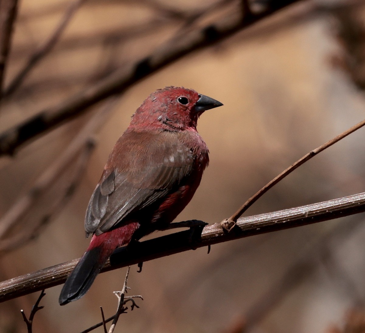 Rosenamarant - ML643817396