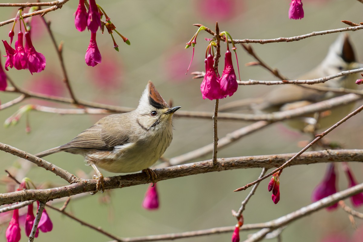 Taiwan Yuhina - ML643817404