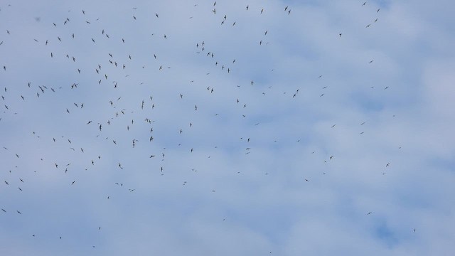 White-collared Swift - ML643817411