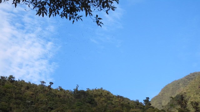 White-collared Swift - ML643817417