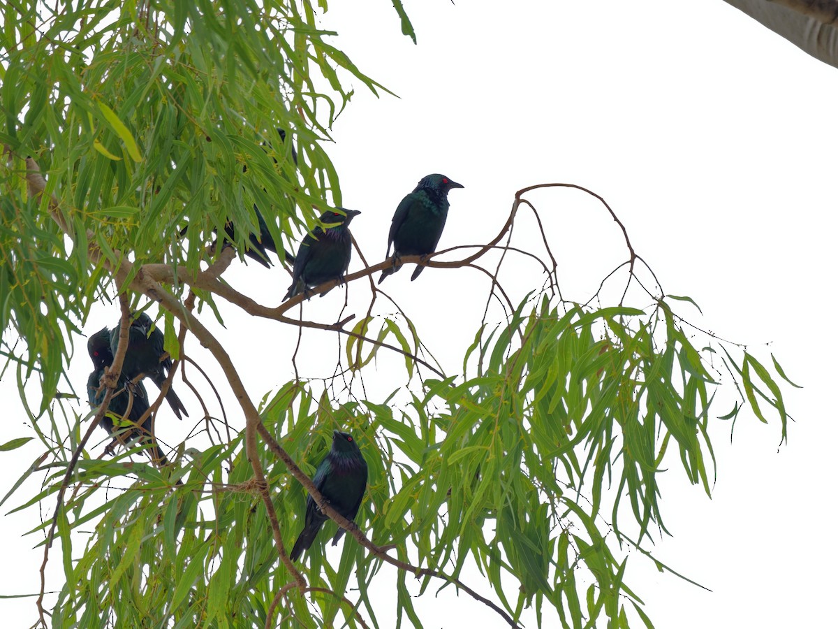 Metallic Starling - ML643817422