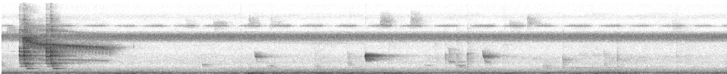 hårdrongo (leucops/banggaiensis) - ML643817424