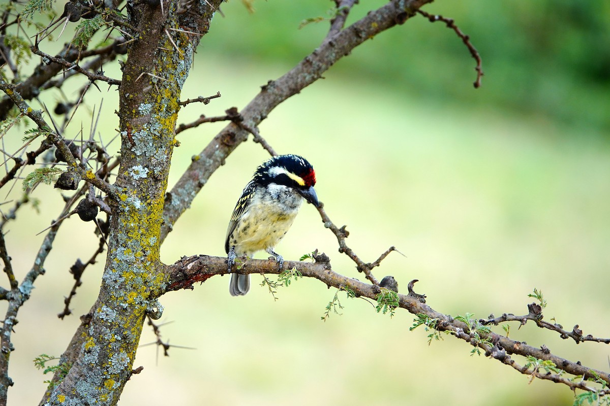 Barbudo Diademado - ML643817425