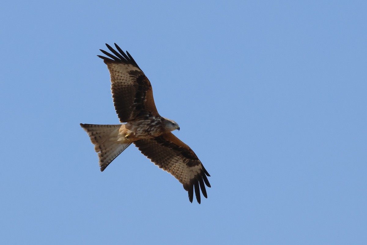 Red Kite - ML643817456