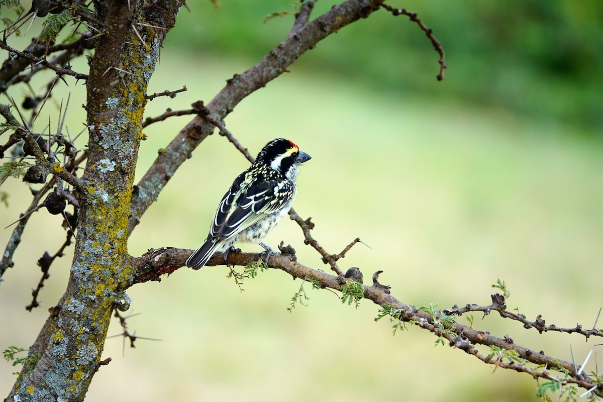 Barbudo Diademado - ML643817462