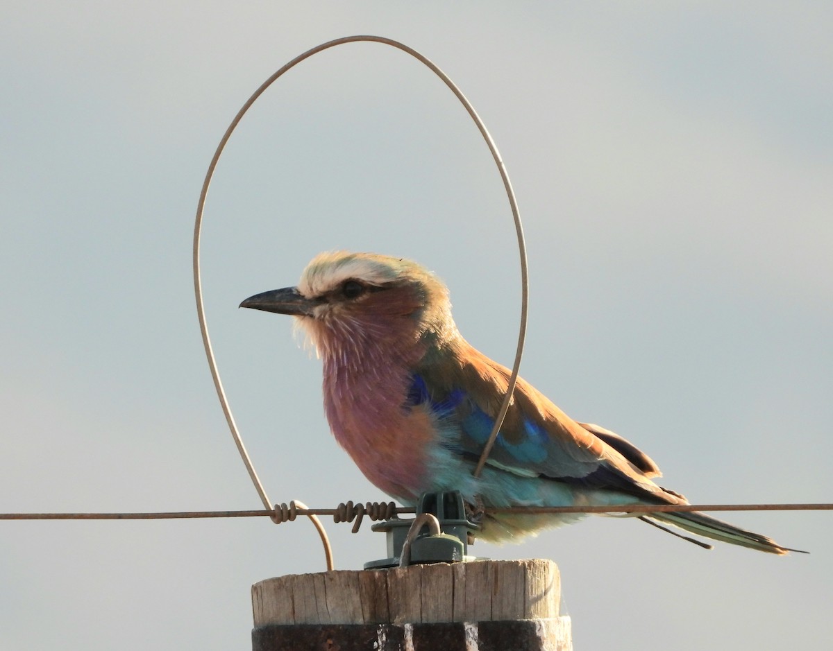Lilac-breasted Roller - ML643817481