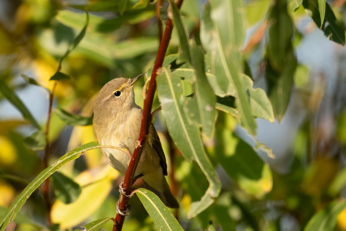 Common Chiffchaff - ML643817482