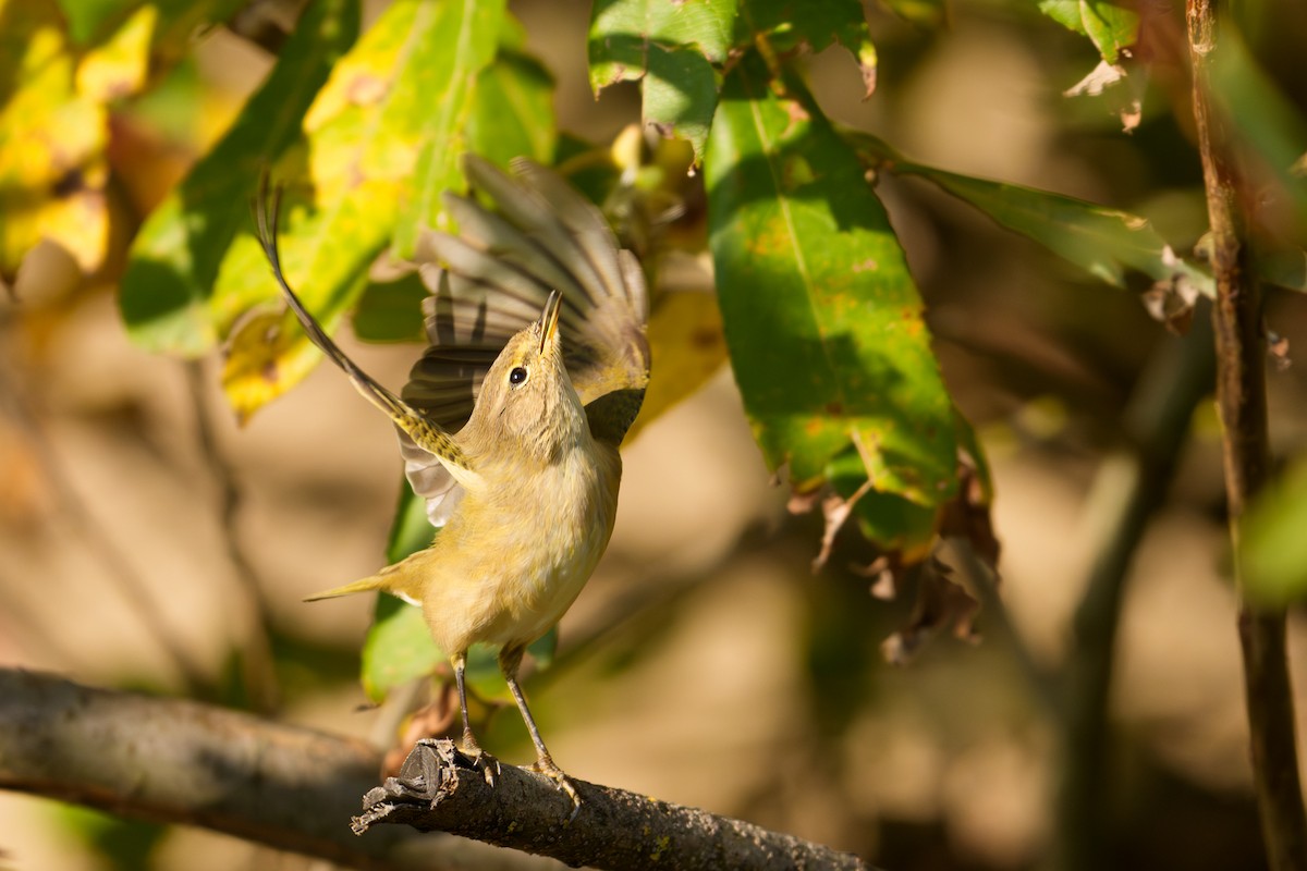 Common Chiffchaff - ML643817483