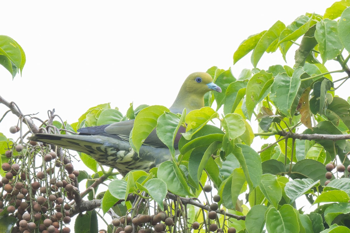 White-bellied Green-Pigeon - ML643817484