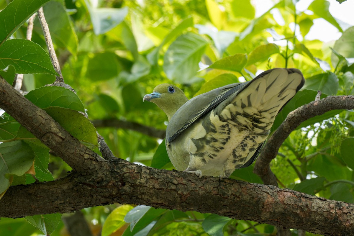 White-bellied Green-Pigeon - ML643817485