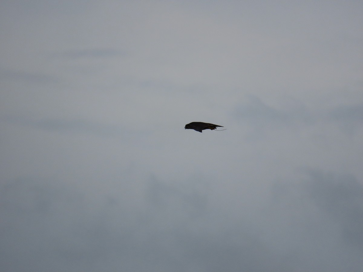 Peregrine Falcon - ML643817493