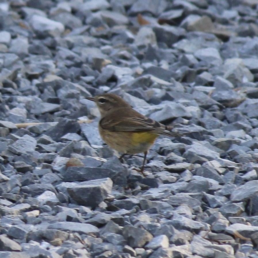 Palm Warbler - ML643817496