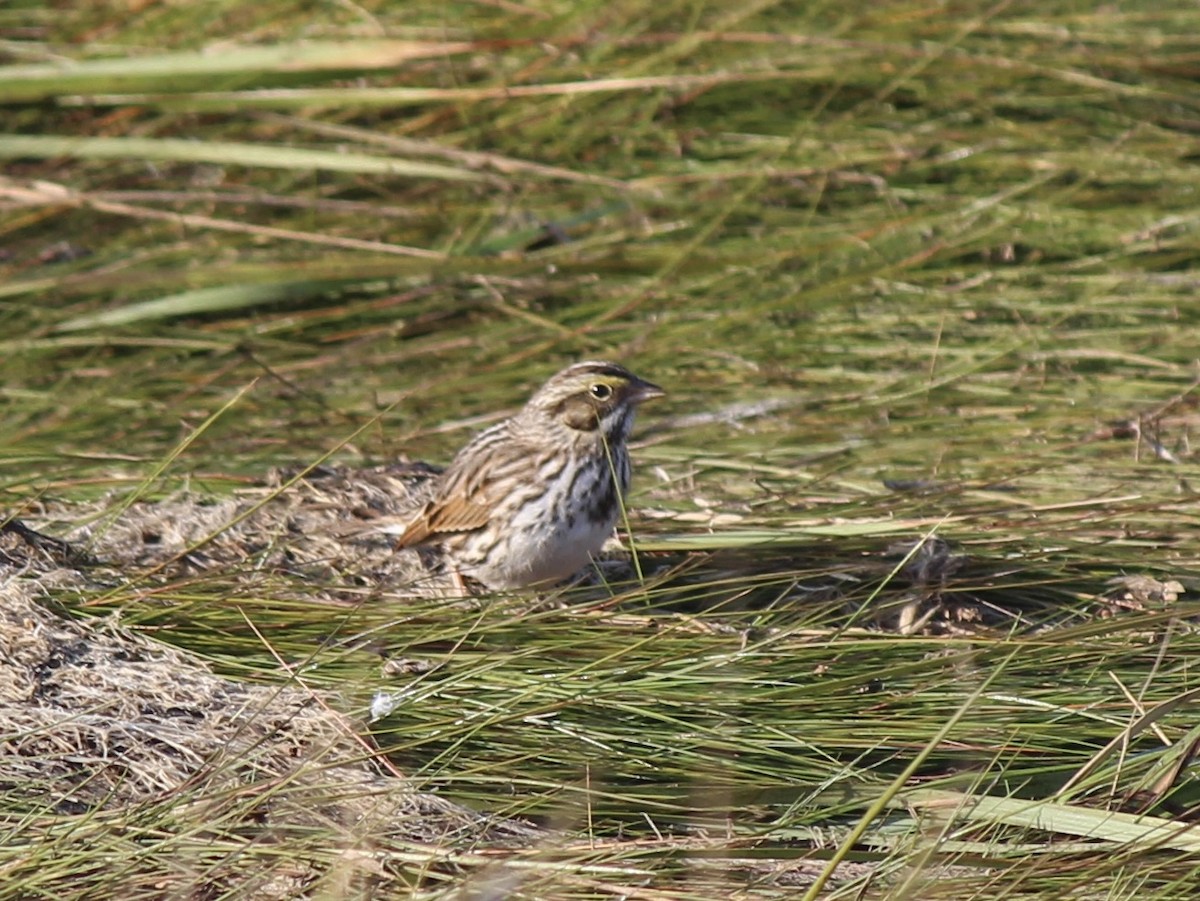 Savannah Sparrow - ML643817500