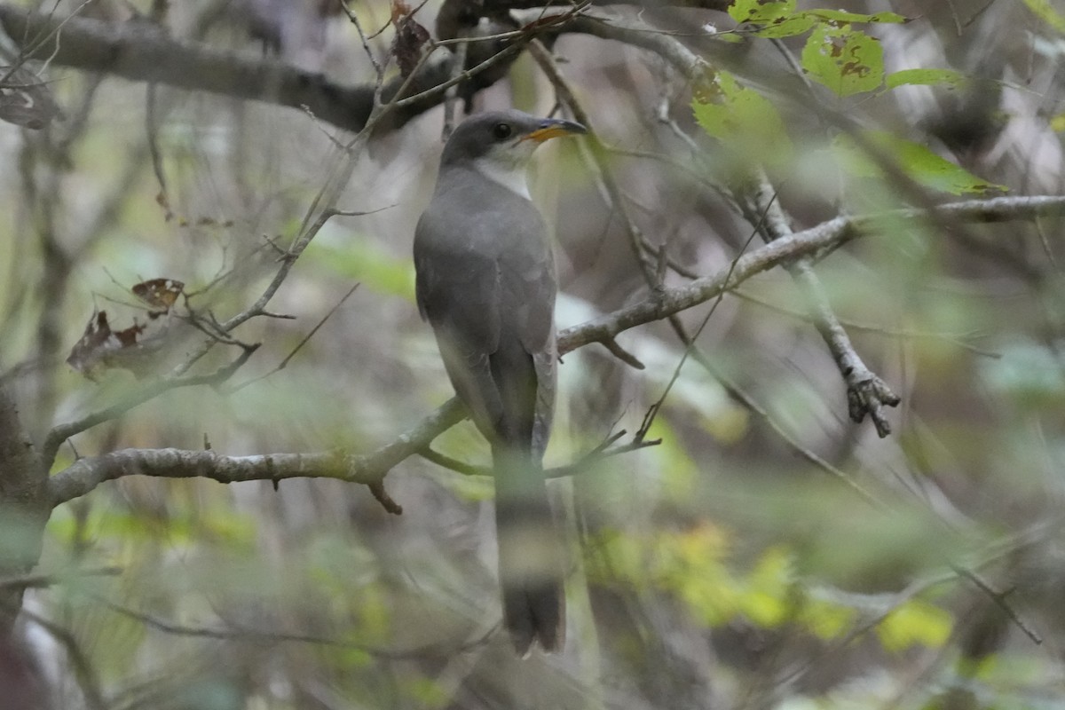 Yellow-billed Cuckoo - ML643817501