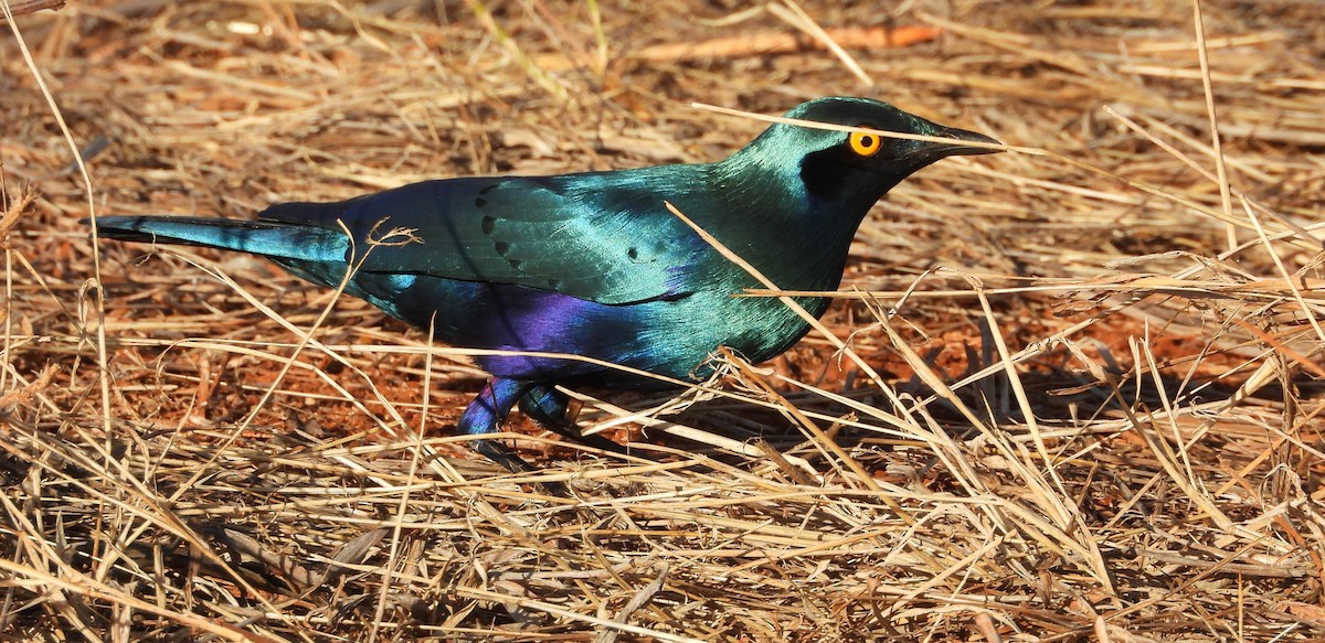 Greater Blue-eared Starling - ML643817502