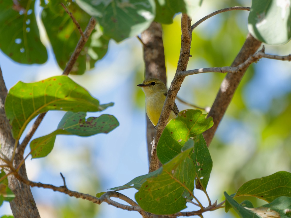 Limon Karınlı Sinekbülbülü - ML643817508