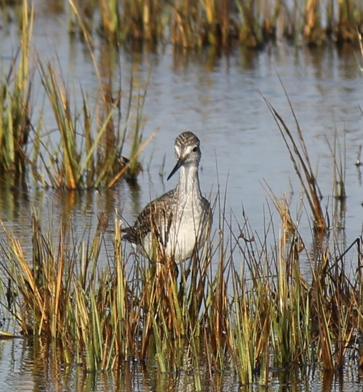 Greater Yellowlegs - ML643817516