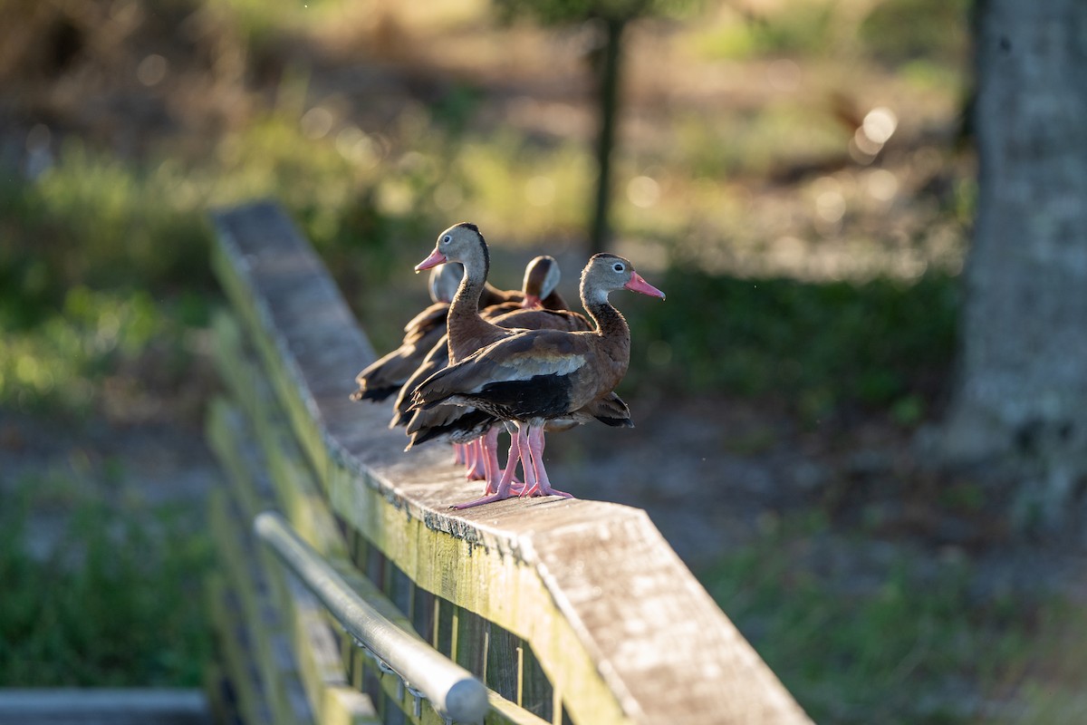 Black-bellied Whistling-Duck - ML643817519