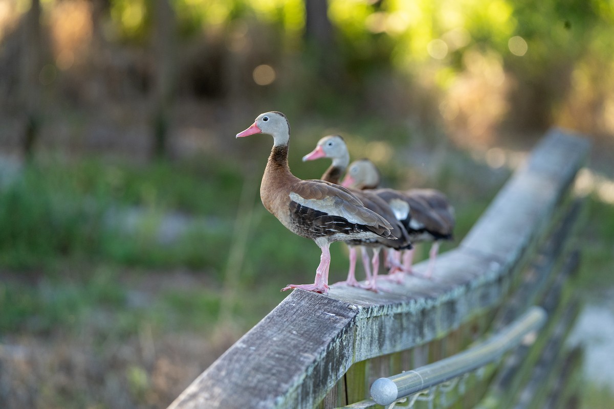 Black-bellied Whistling-Duck - ML643817520