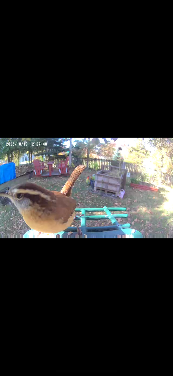 Carolina Wren - ML643817522