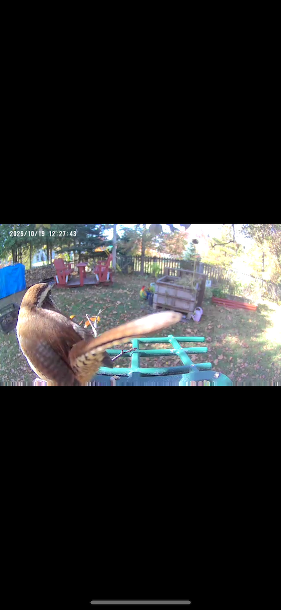 Carolina Wren - ML643817523