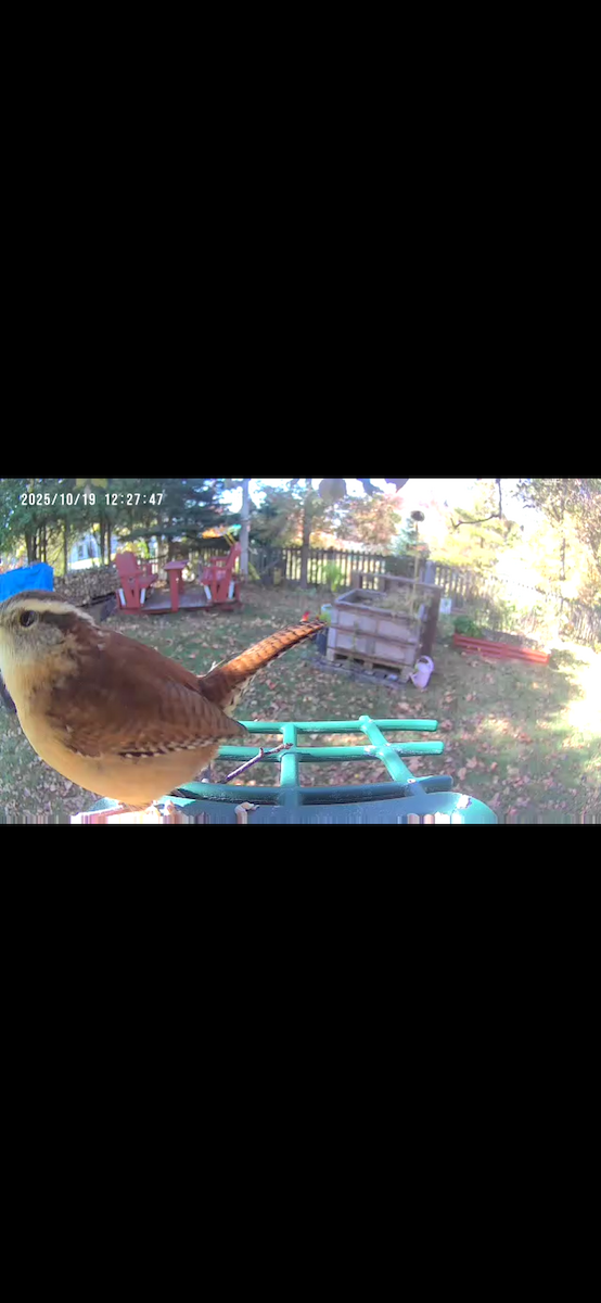 Carolina Wren - ML643817525