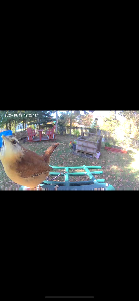 Carolina Wren - ML643817528