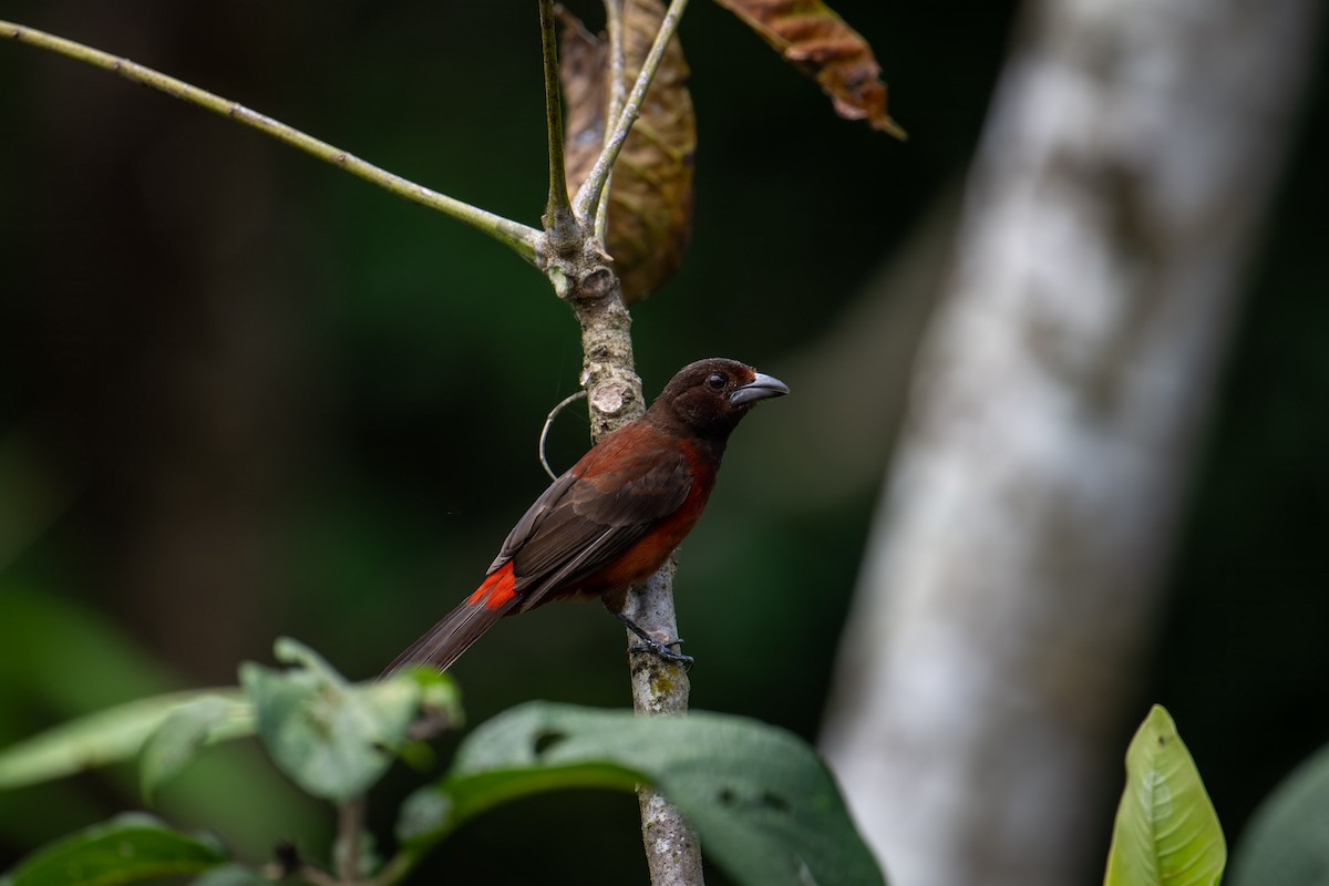 Crimson-backed Tanager - ML643817545