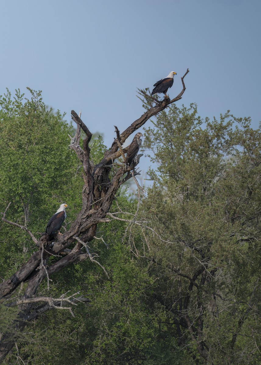 African Fish-Eagle - ML643817549