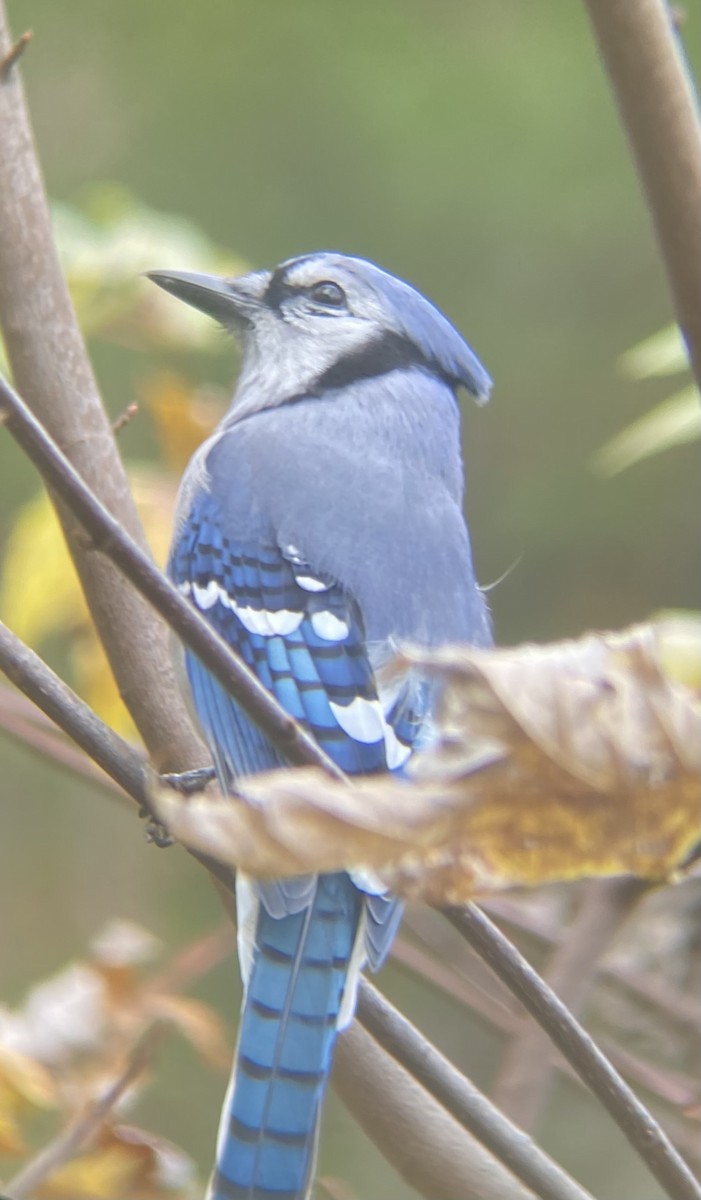 Geai bleu - ML643817553